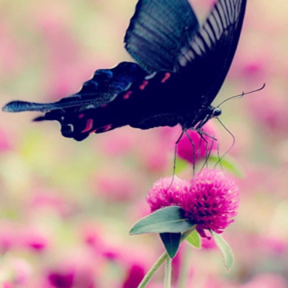 Meet your Posher, Ciera